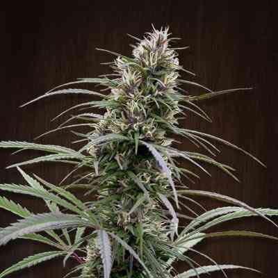 Congo > ACE Seeds | Feminisierte Hanfsamen  |  Sativa